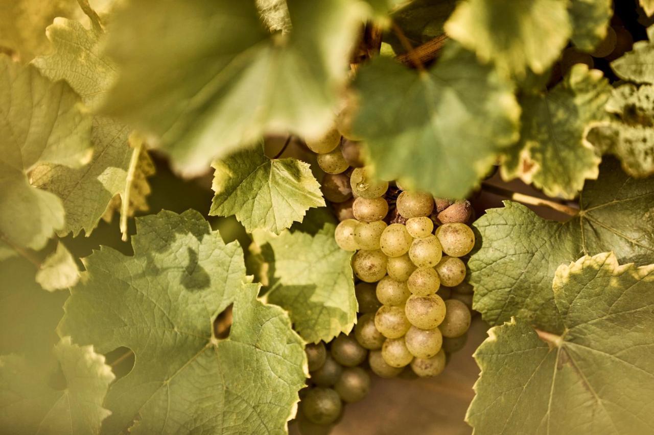Como Le Montrachet ピュリニィ・モンラッシェ エクステリア 写真